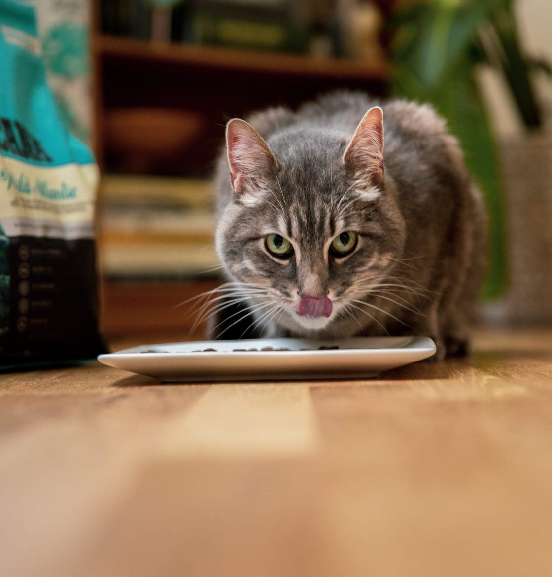 ACANA Cat 2