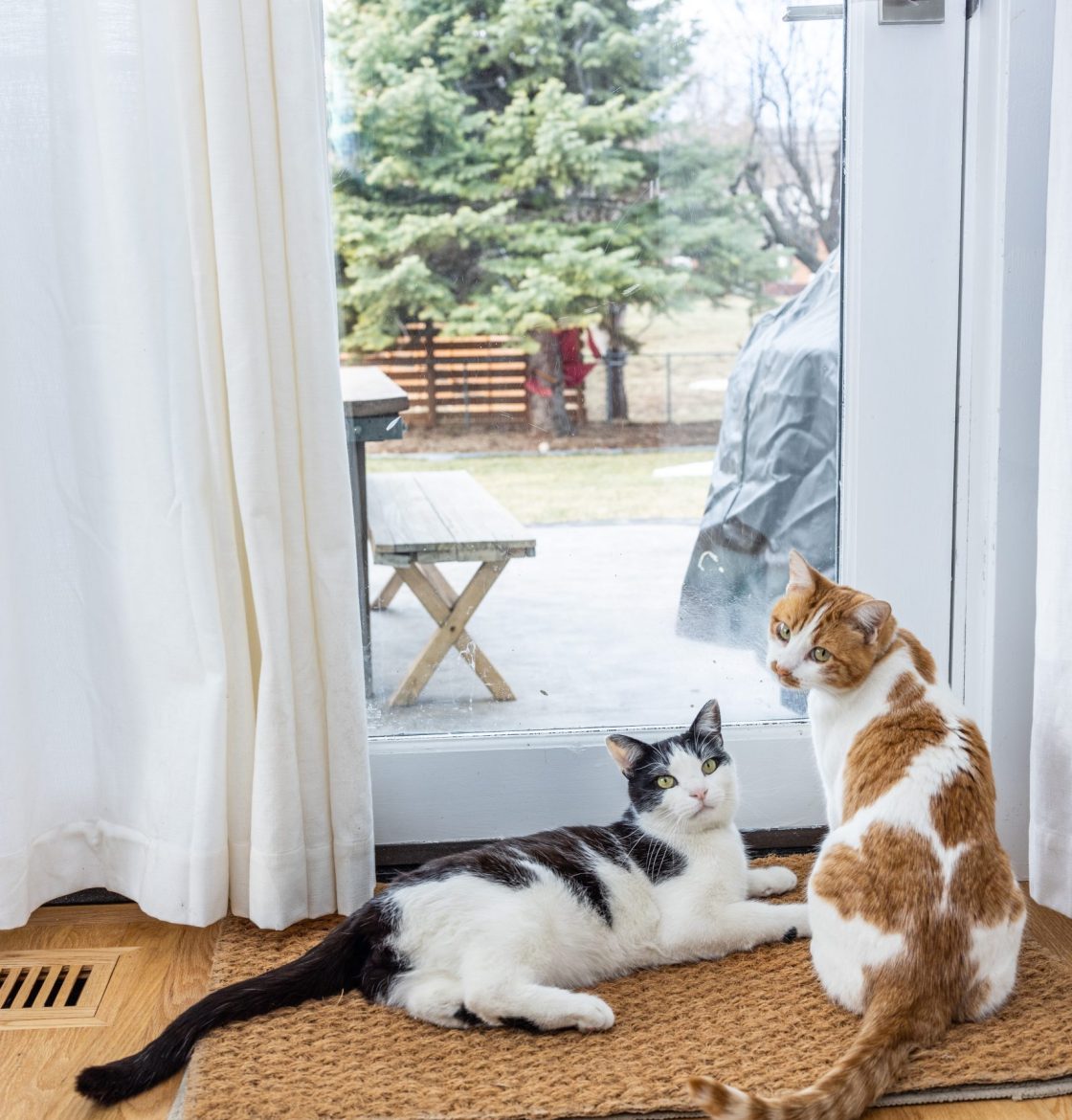 ACANA Cat Peanut and Momo (Julia Vandenoever Photography) 01